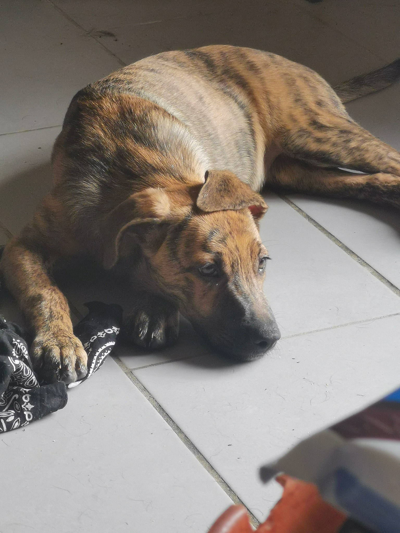 Naya a rejoint le concours — aidez-le/la à gagner de superbes lots ! canidae, carnivore, comfort, companion_dog, dog, dog_breed, fawn, floor, flooring, fur, hardwood, nap, sleep, snout, sporting_group, tail, terrestrial_animal, wildlife, wood, working_animal