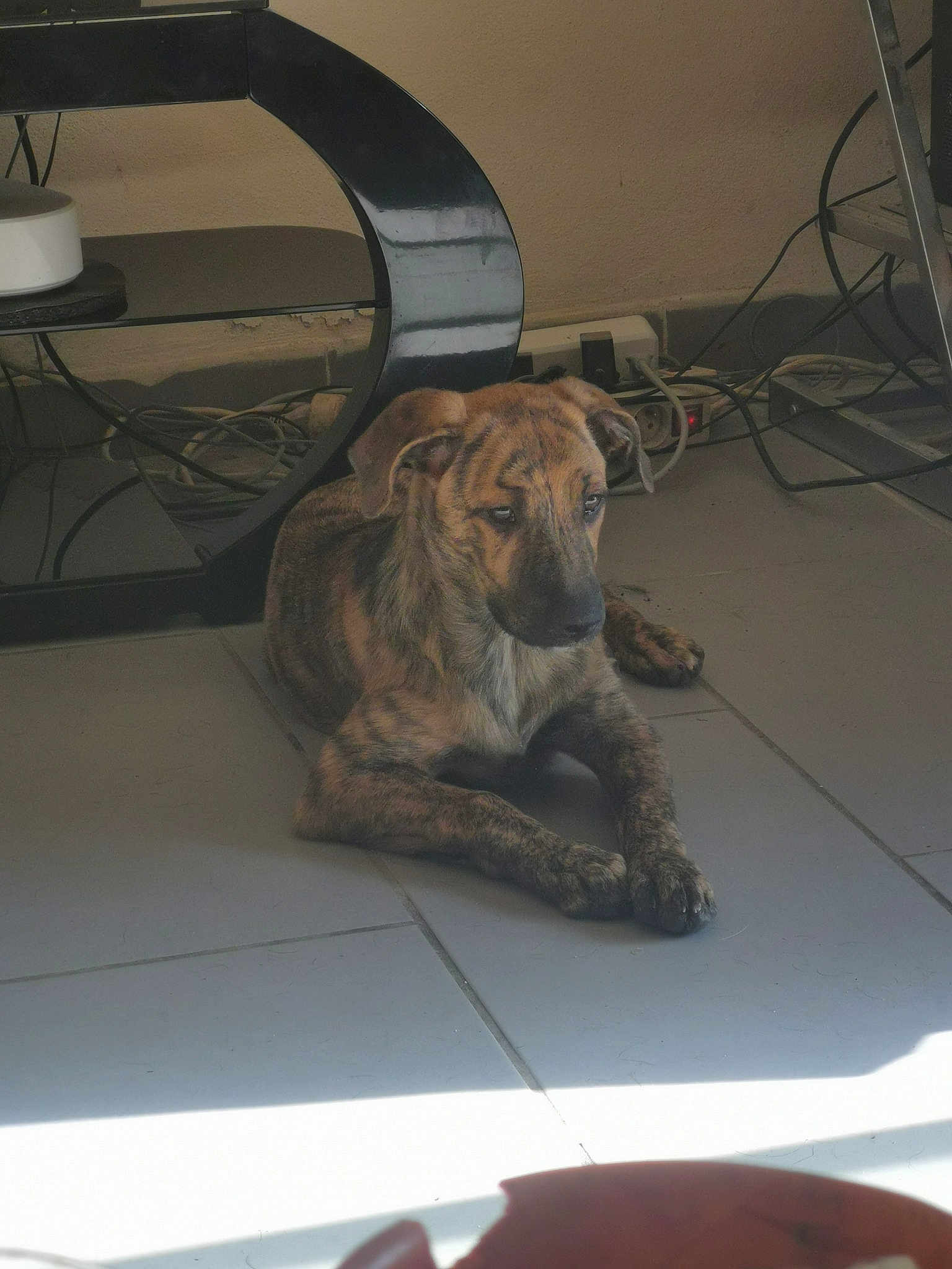 Naya