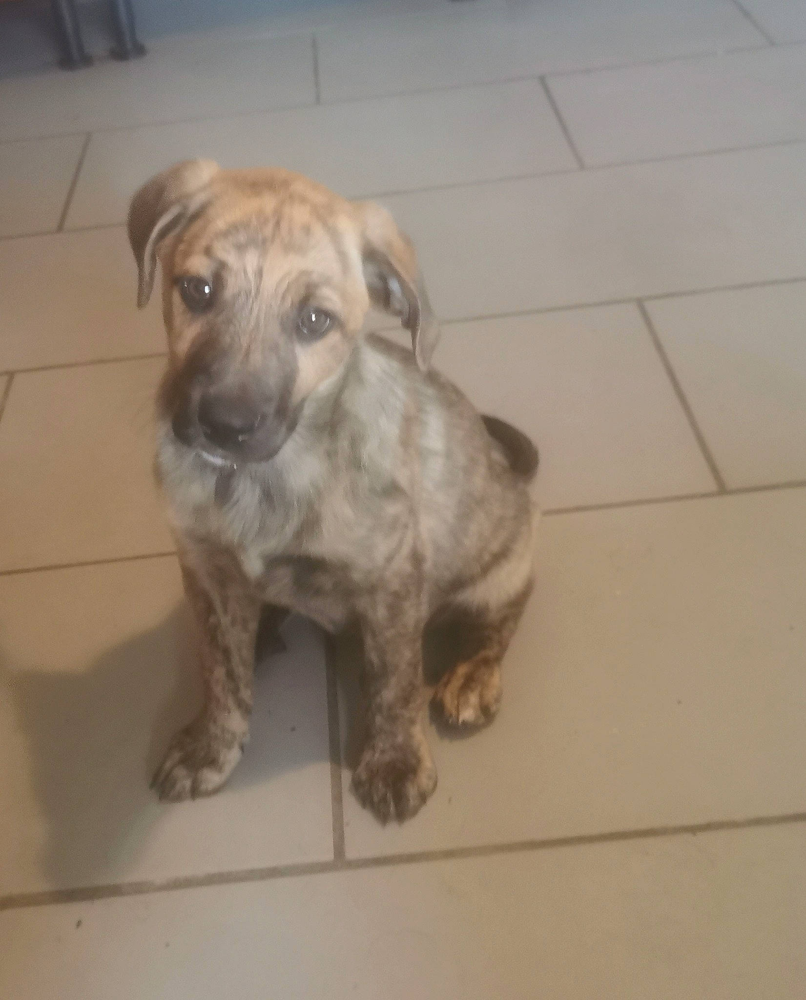 Naya a rejoint le concours — aidez-le/la à gagner de superbes lots ! art, canidae, carnivore, companion_dog, dog, dog_breed, fawn, flooring, fur, hardwood, liver, metal, paw, pet_supply, sculpture, snout, sporting_group, terrestrial_animal, tile_flooring, working_animal