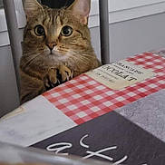 Yuna participe au concours pour gagner de l'argent avec cette photo : cat, chair, close_up, curious, curtain, domestic_animal, feline, fur, home, indoor, looking, paws, pet, striped, tabby, table, tablecloth, whiskers, wide_eyes, window