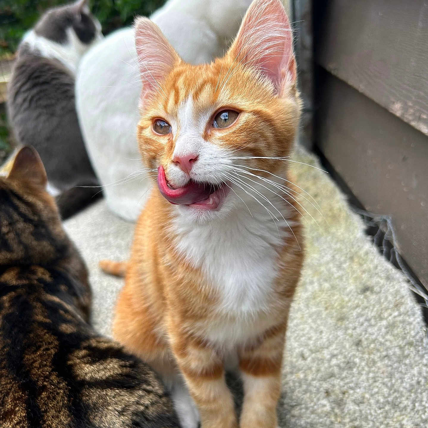 Luca joined the competition — help win amazing prizes! abyssinian, animal, architecture, bodypart, building, cat, city, face, head, kitten, manx, mouth, outdoors, person, pet, photography, portrait, shelter, teeth, tongue
