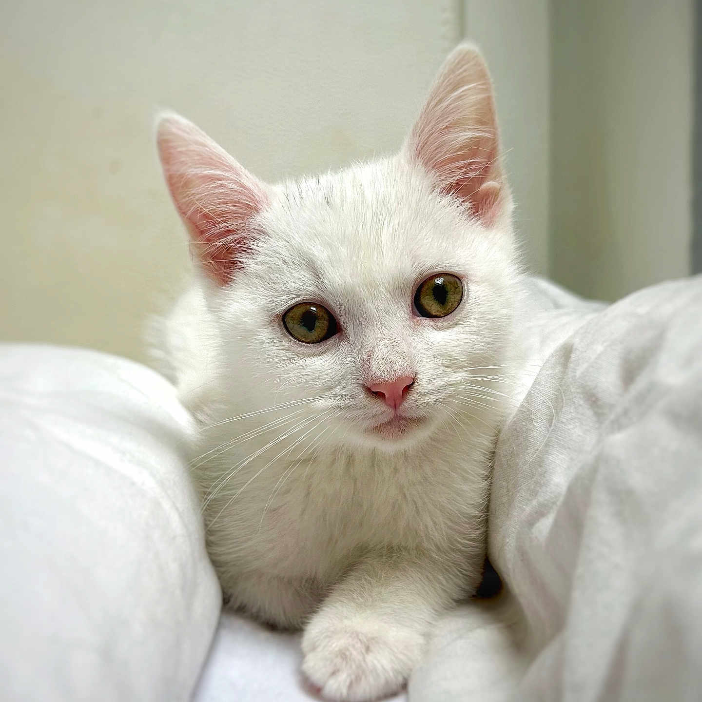 Leo