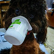 Ajax participe au concours pour gagner de l'argent avec cette photo : animal, blurred_background, brown_dog, close_up, companion, curly_fur, cute, dog, domestic_animal, eyes, fluffy, food_container, funny, indoor, mischievous, pet, playful, portrait, snout, yogurt_container