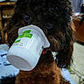 animal, blurred_background, brown_dog, close_up, companion, curly_fur, cute, dog, domestic_animal, eyes, fluffy, food_container, funny, indoor, mischievous, pet, playful, portrait, snout, yogurt_container