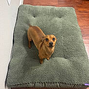 Earies is registered to the contest to win money with this photo: dog, brown_dog, pet, dog_bed, green_bed, wooden_floor, indoor, small_dog, curious, looking_up, fur, animal, canine, domestic_animal, flooring, wall, cozy, home, companion, cute