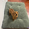dog, brown_dog, pet, dog_bed, green_bed, wooden_floor, indoor, small_dog, curious, looking_up, fur, animal, canine, domestic_animal, flooring, wall, cozy, home, companion, cute