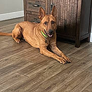 Petey joined the competition — help win amazing prizes! dog, brown_dog, pet, indoor, wooden_floor, cabinet, flooring, collar, happy, tongue_out, laying_down, ears_up, canine, animal, domestic_animal, furniture, home, relaxed, looking_at_camera, floor