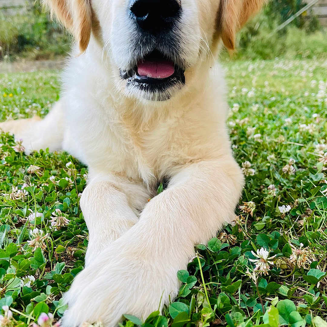Ava