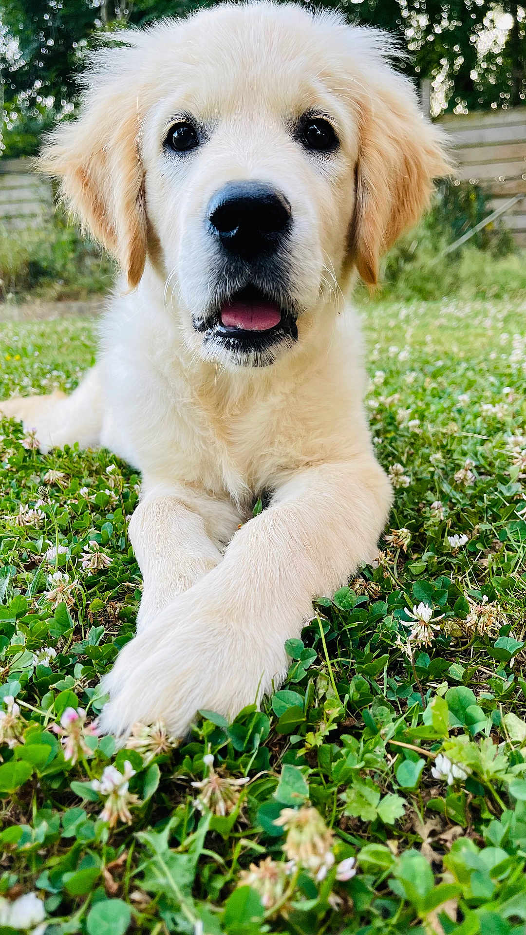 Ava