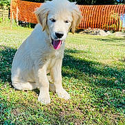 Ava a rejoint le concours — aidez-le/la à gagner de superbes lots ! animal, canine, cute, dog, fence, golden_retriever, grass, greenery, happy, nature, outdoor, pet, playful, puppy, sitting, summer, sunlight, sunny_day, tongue_out, young