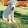 puppy, dog, golden_retriever, grass, outdoor, sunlight, tongue_out, nature, greenery, fence, cute, pet, animal, summer, young, sitting, playful, sunny_day, canine, happy