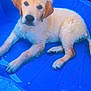 puppy, dog, golden_retriever, water, pool, blue, wet, outdoor, pet, animal, cute, young, fur, laying, summer, playful, canine, relaxing, backyard, plastic