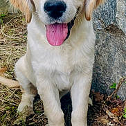 Ava a rejoint le concours — aidez-le/la à gagner de superbes lots ! dog, puppy, golden_retriever, animal, tongue_out, outdoor, nature, grass, leaves, earth, rocks, pet, cute, fur, sitting, happy, young, canine, mammal, friendly