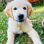 Ava a rejoint le concours — aidez-le/la à gagner de superbes lots ! golden_retriever, puppy, dog, grass, flowers, outdoor, sunlight, greenery, cute, pet, animal, nature, young, fur, playful, canine, summer, garden, portrait, closeup