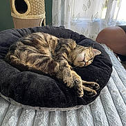 Mimi participe au concours pour gagner de l'argent avec cette photo : cat, tabby, sleeping, cushion, black, bed, feline, indoor, resting, pet, cozy, fur, paw, curled_up, blanket, window, curtain, human_arm, cat_tower, soft_light