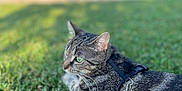 Mimi participe au concours pour gagner de l'argent avec cette photo : cat, tabby_cat, green_eyes, grass, outdoor, harness, leash, pet, animal, feline, nature, relaxing, blurred_background, closeup, daylight, domestic_cat, striped_fur, mammal, resting, calm
