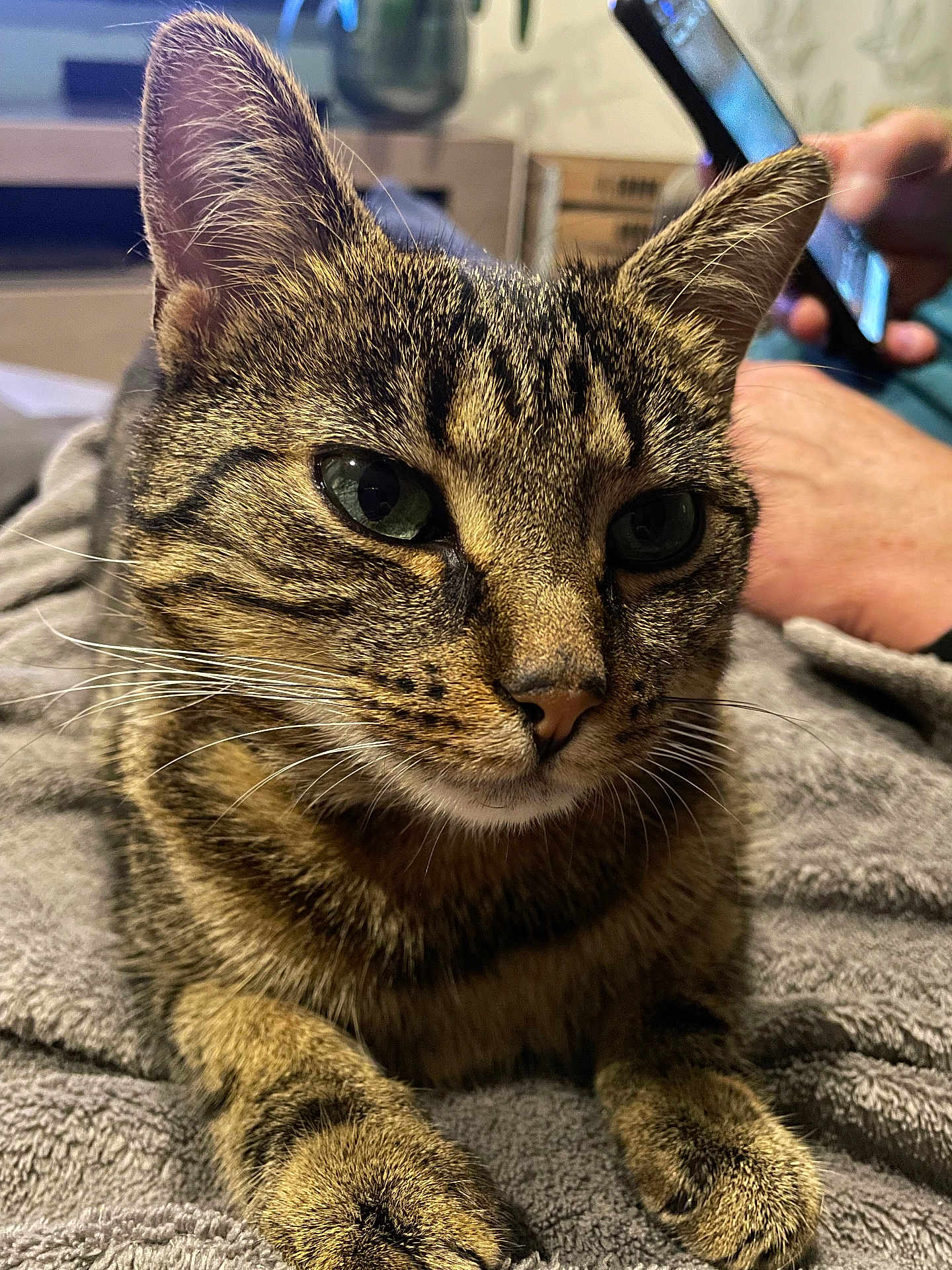 Mimi participe au concours pour gagner de l'argent avec cette photo : cat, tabby_cat, close_up, pet, animal, whiskers, fur, ears, paws, blanket, indoor, relaxed, laying, domestic_cat, mammal, face, portrait, home, resting, feline