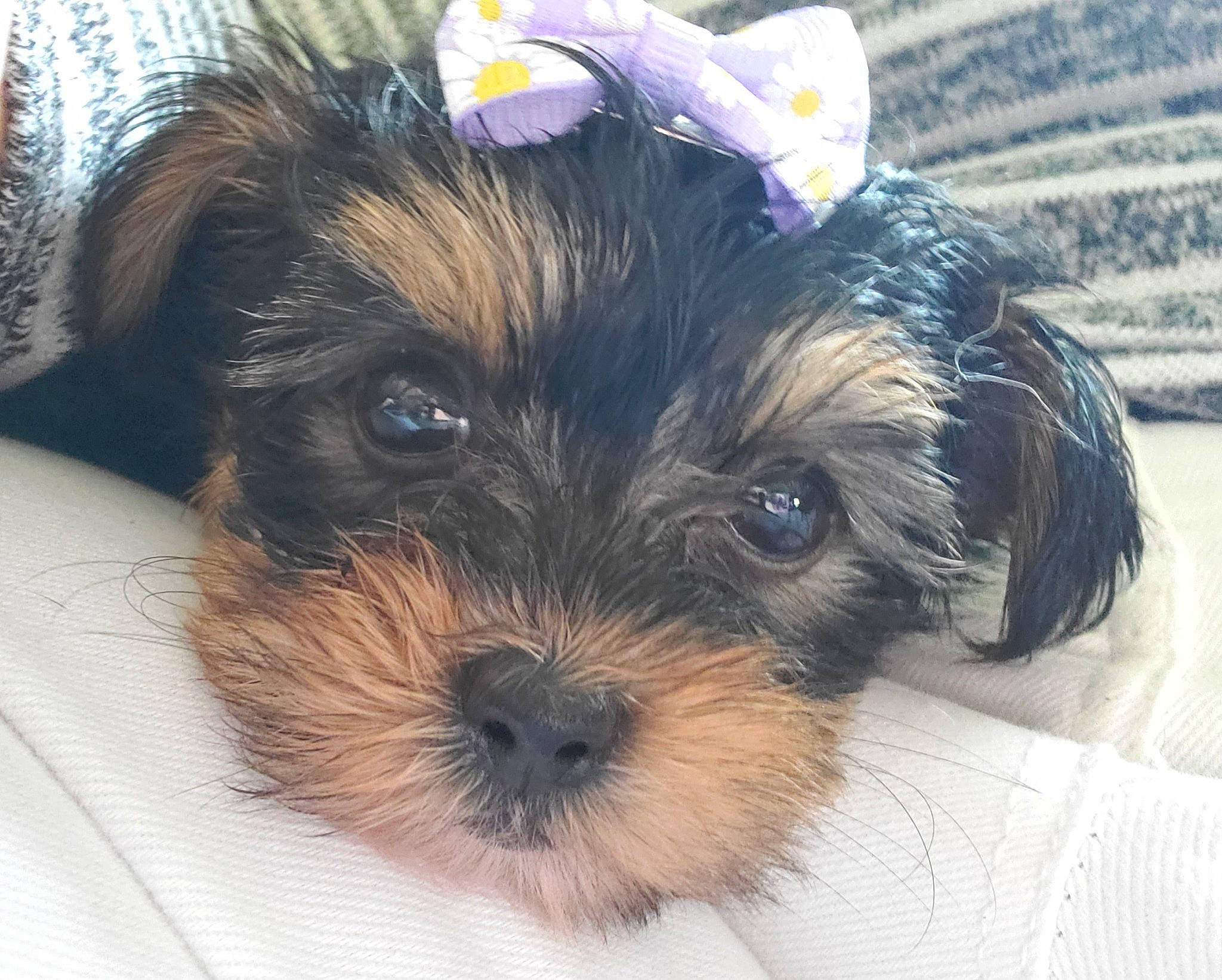 Brenleigh is registered to the contest to win money with this photo: biewer_terrier, canidae, carnivore, companion_dog, dog, dog_breed, maltepoo, mammal, morkie, puppy, puppy_love, schnoodle, shih_tzu, small_terrier, snout, sporting_group, terrier, toy_dog, yorkipoo, yorkshire_terrier