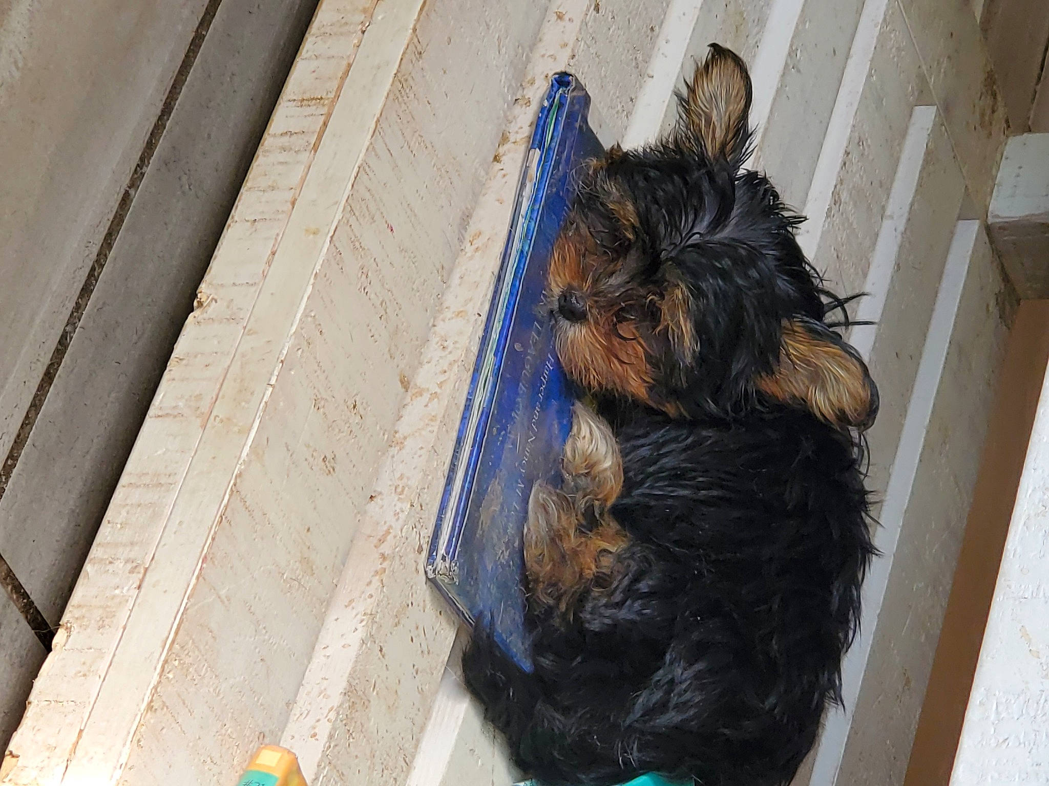 Brenleigh is registered to the contest to win money with this photo: australian_silky_terrier, australian_terrier, cairn_terrier, canidae, carnivore, dog, dog_breed, norwich_terrier, small_terrier, terrier, toy_dog, yorkshire_terrier