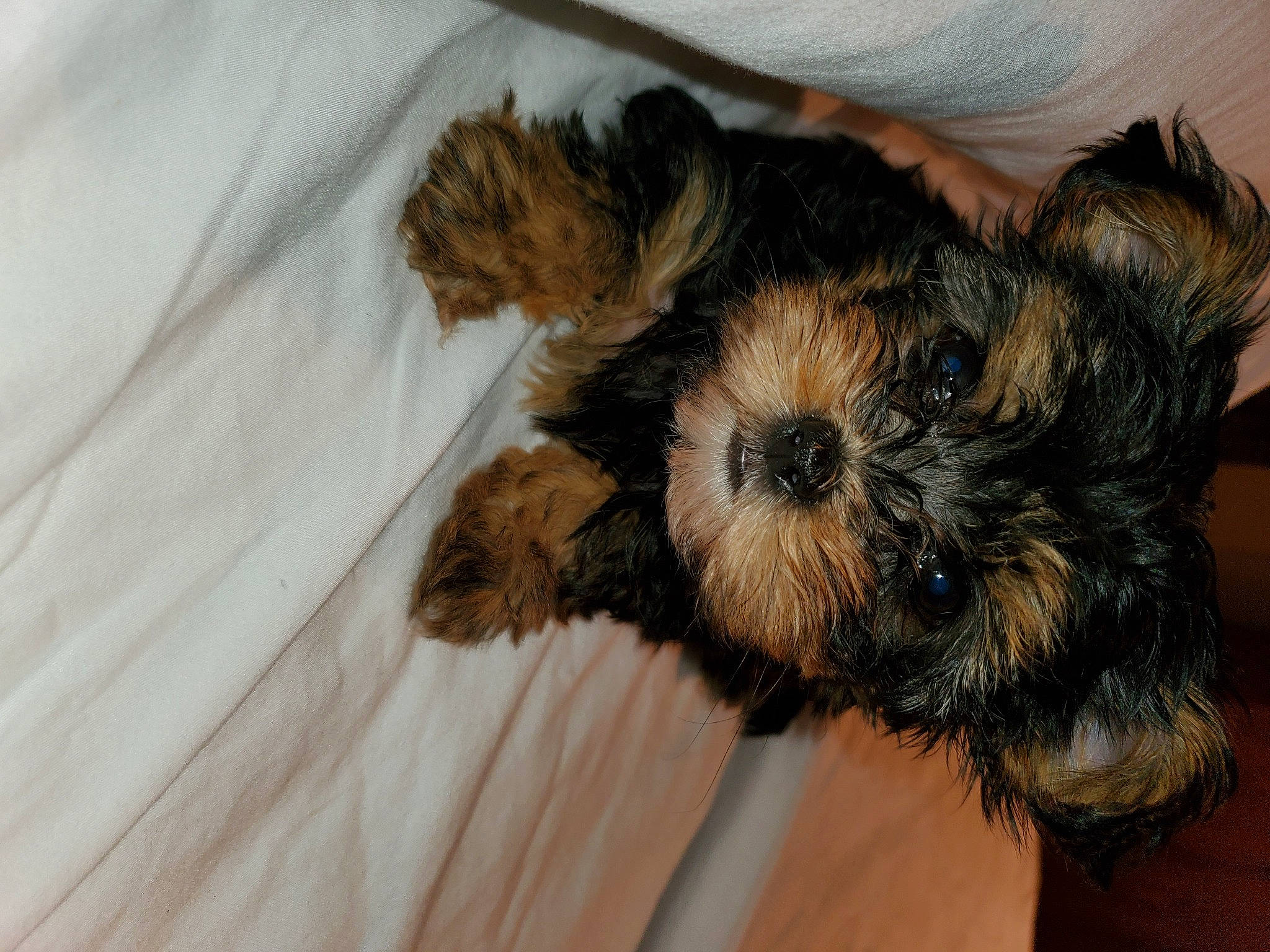 Brenleigh joined the competition — help win amazing prizes! bolonka, canidae, carnivore, chinese_imperial_dog, companion_dog, dog, dog_breed, griffon_bruxellois, maltepoo, mammal, morkie, puppy, rare_breed_dog, schnoodle, shih_tzu, small_terrier, sporting_group, sporting_lucas_terrier, toy_dog, yorkshire_terrier