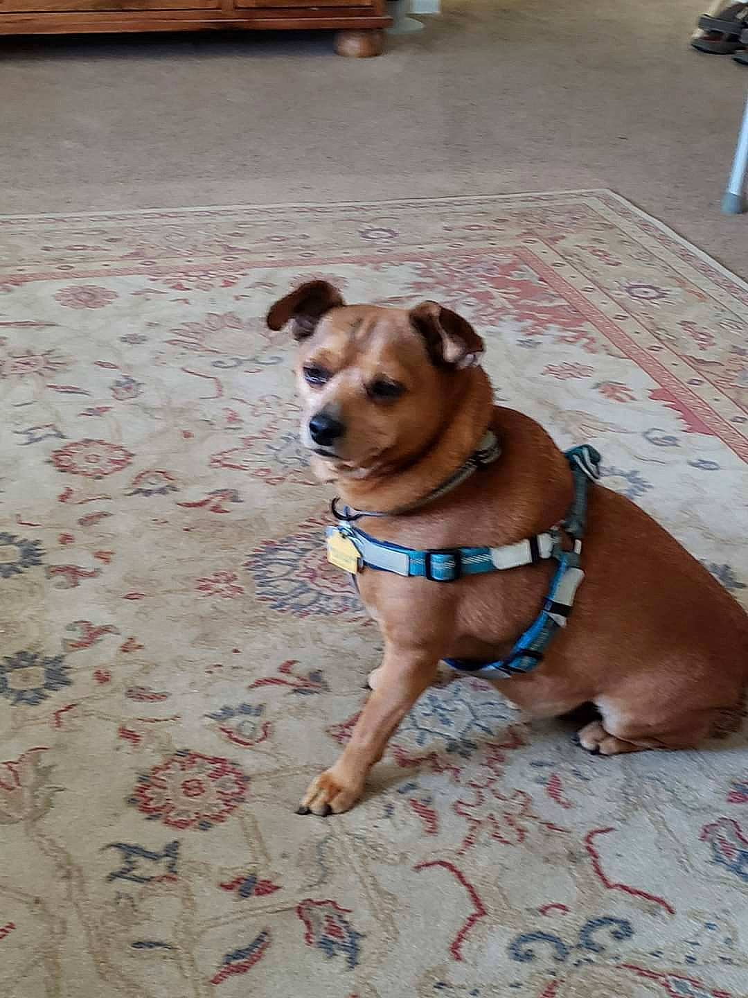 Sooner is registered to the contest to win money with this photo: canidae, carnivore, companion_dog, dog, dog_breed, fawn, mammal, potcake_dog, puppy, snout, sporting_group