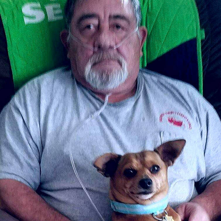 Sooner is registered to the contest to win money with this photo: canidae, carnivore, chihuahua, companion_dog, dog, dog_breed, fawn, feist, mammal, puppy, puppy_love, snout, tenterfield_terrier, toy_dog