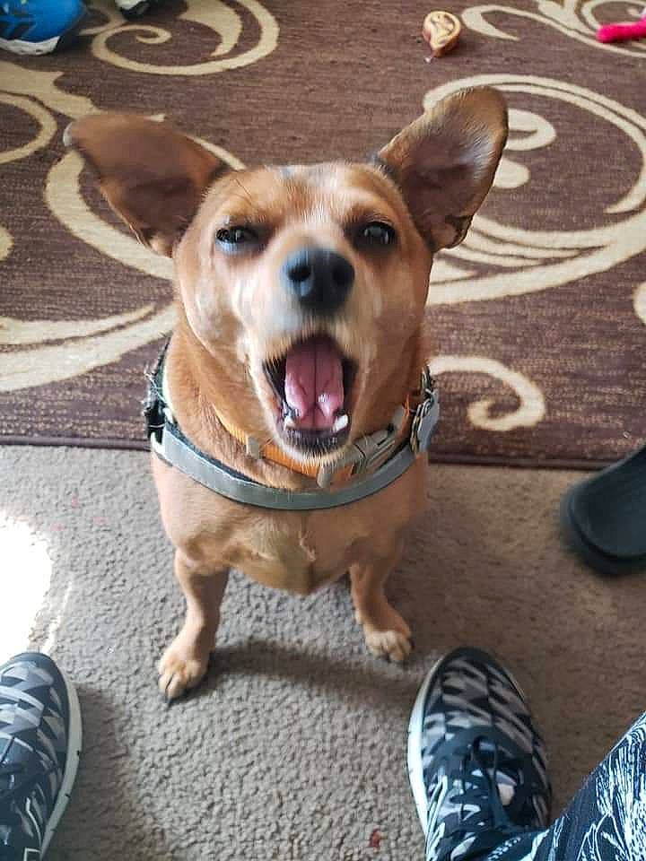 Sooner is registered to the contest to win money with this photo: canidae, cardigan_welsh_corgi, carnivore, chihuahua, companion_dog, corgi_chihuahua, dog, dog_breed, ear, fawn, mammal, pembroke_welsh_corgi, puppy, rare_breed_dog, snout, street_dog, vertebrate, welsh_corgi