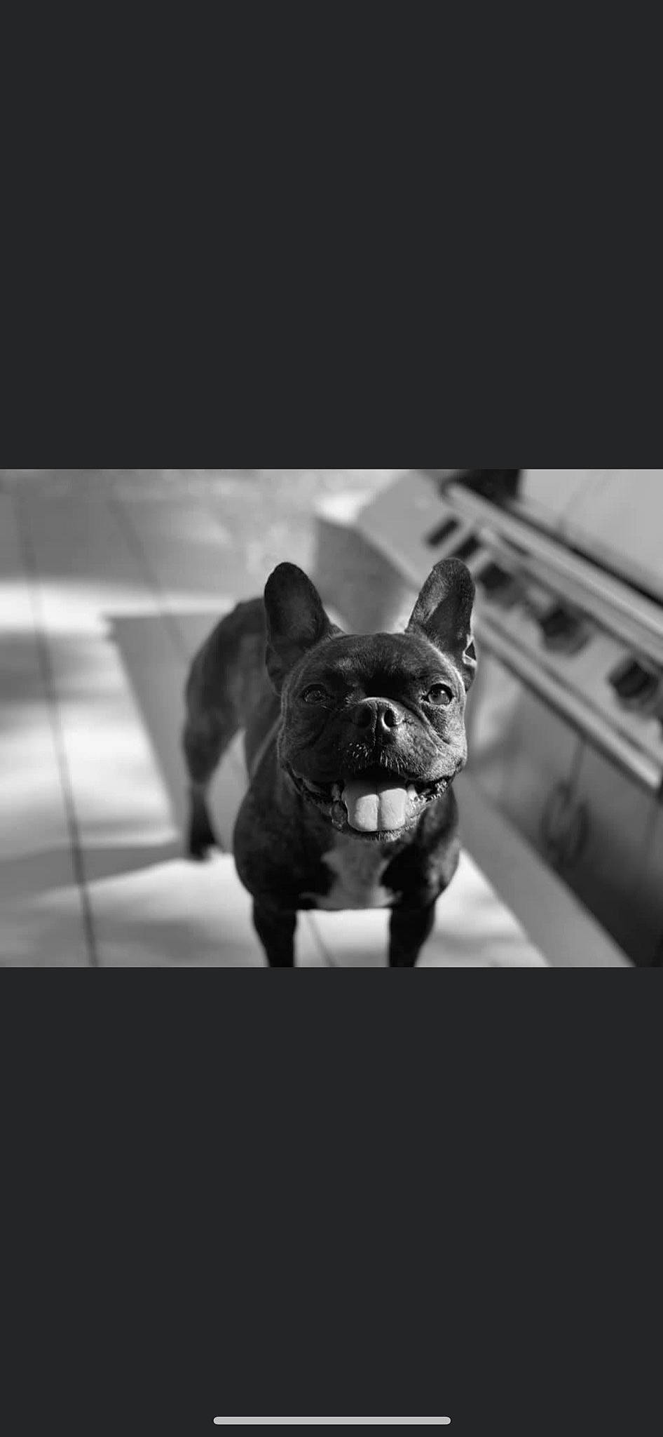 Maggie is registered to the contest to win money with this photo: bulldog, canidae, carnivore, companion_dog, darkness, dog, dog_breed, ear, fawn, french_bulldog, monochrome, monochrome_photography, snout, sporting_group, still_life_photography, street, style, toy_dog, whiskers, working_animal