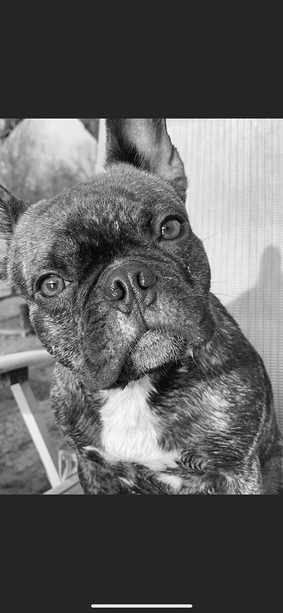 Maggie is registered to the contest to win money with this photo: biting, canidae, carnivore, companion_dog, dog, dog_breed, ear, fawn, fur, grass, monochrome, monochrome_photography, pug, snout, sporting_group, terrestrial_animal, toy_dog, whiskers, working_animal, wrinkle