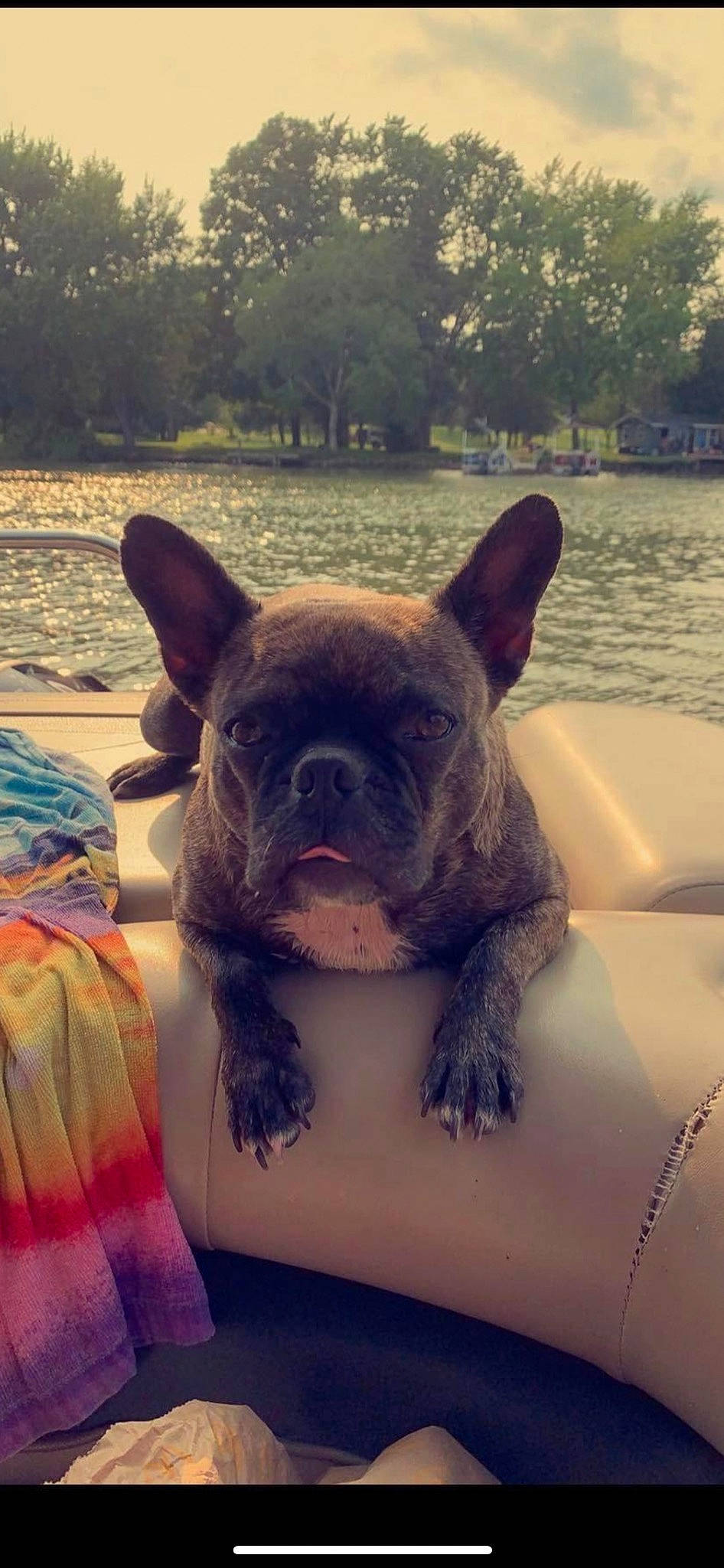 Maggie joined the competition — help win amazing prizes! bulldog, carnivore, comfort, companion_dog, dog, dog_breed, ear, eye, fawn, french_bulldog, grass, human_body, morning, snout, toy_dog, tree, water, whiskers, working_animal, wrinkle