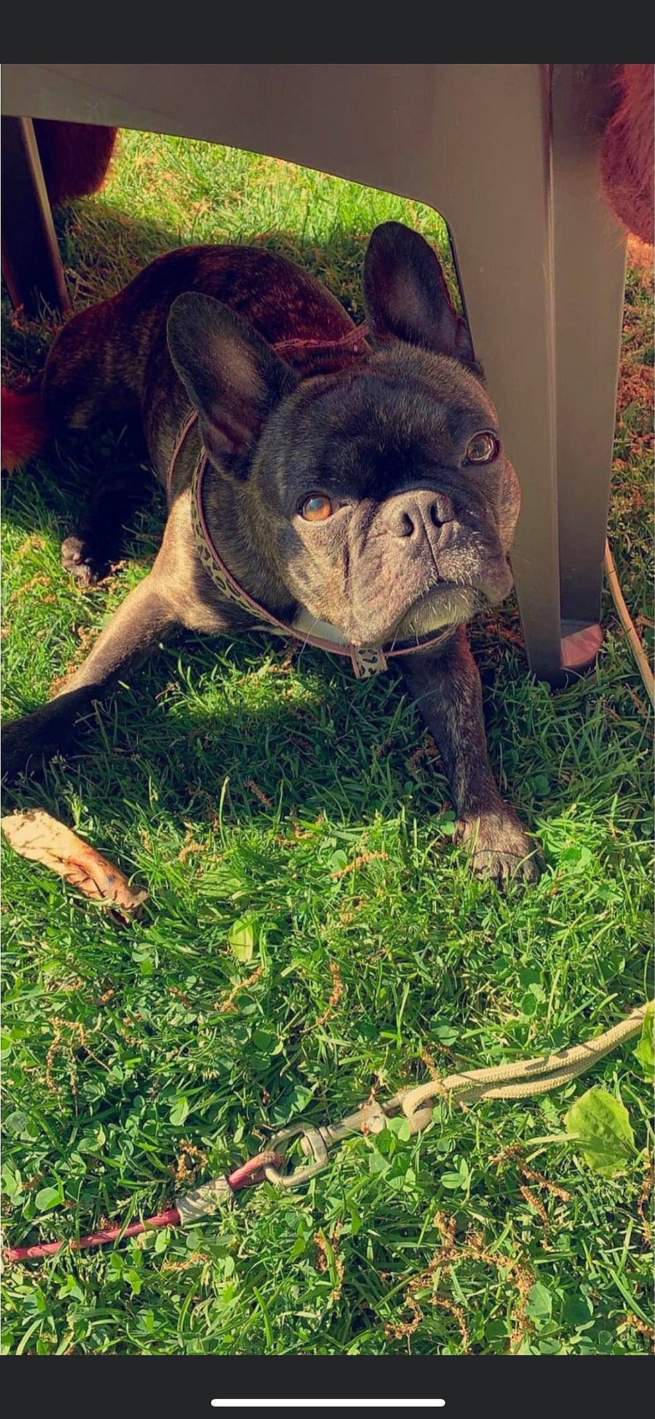 Maggie is registered to the contest to win money with this photo: art, bulldog, canidae, carnivore, comfort, companion_dog, dog, dog_breed, fawn, french_bulldog, grass, molosser, non_sporting_group, plant, soil, sporting_group, terrestrial_animal, toy_dog, working_animal, wrinkle