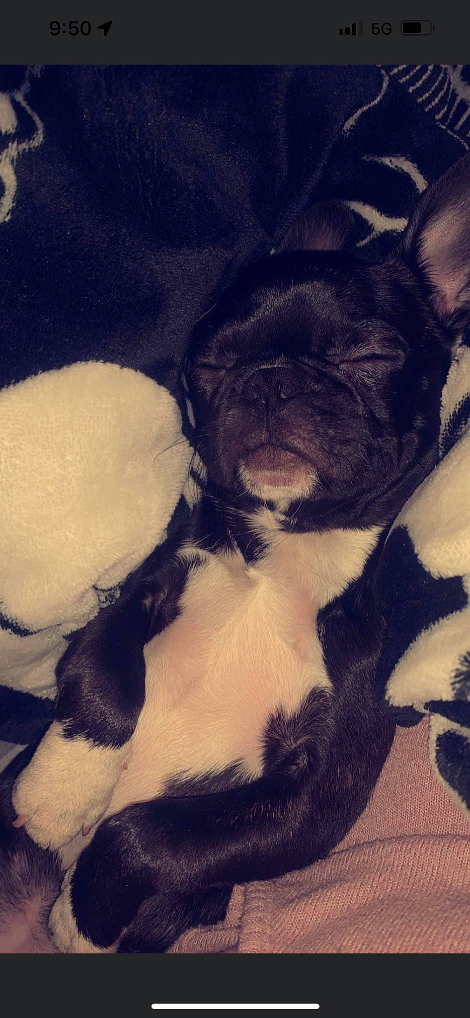 Mitzi is registered to the contest to win money with this photo: art, boston_terrier, bulldog, carnivore, comfort, companion_dog, dog, dog_breed, ear, fawn, fur, non_sporting_group, paw, puppy_love, snout, sporting_group, terrestrial_animal, toy_dog, whiskers, working_animal