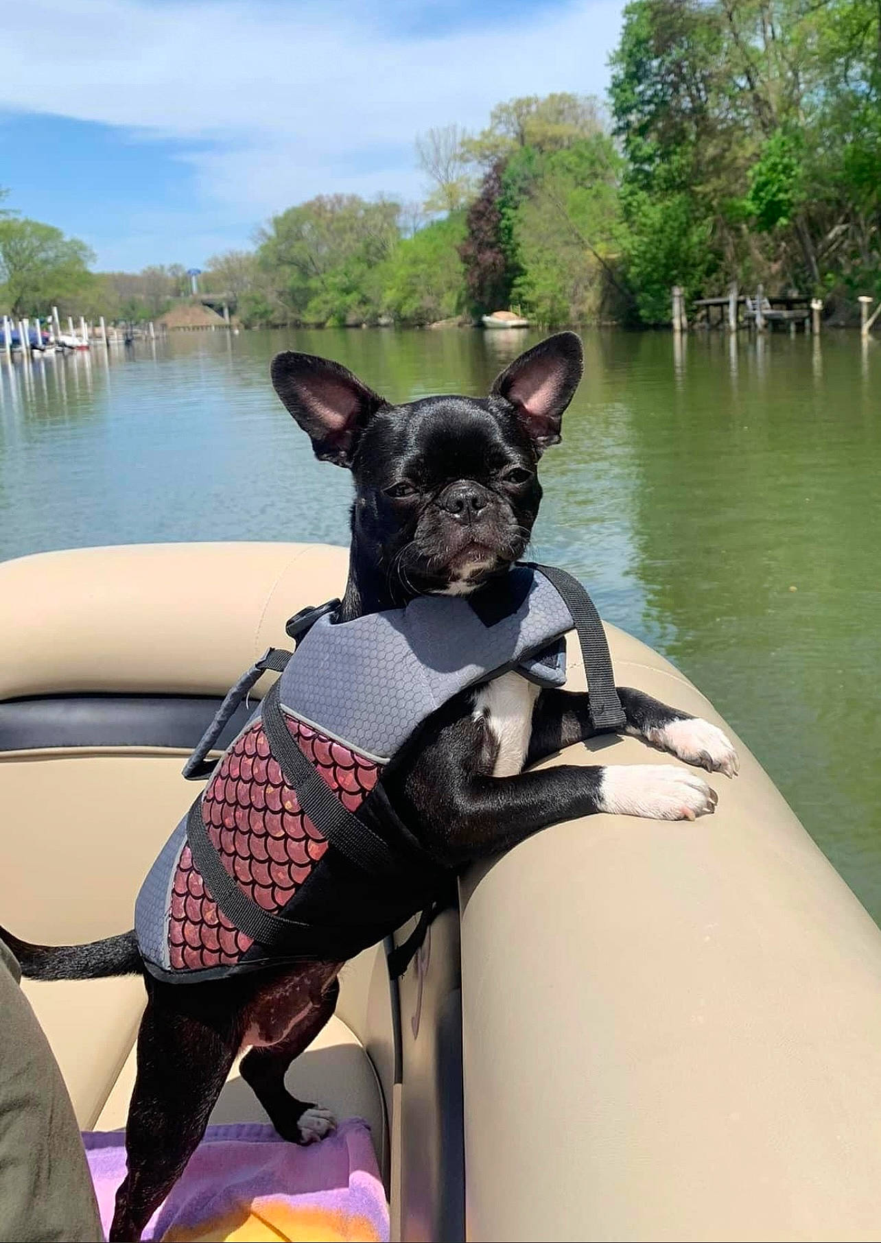 Mitzi is registered to the contest to win money with this photo: carnivore, cloud, collar, companion_dog, dog, dog_breed, dog_collar, fawn, grass, head, lake, leg, leisure, plant, sky, snout, toy_dog, tree, water, working_animal