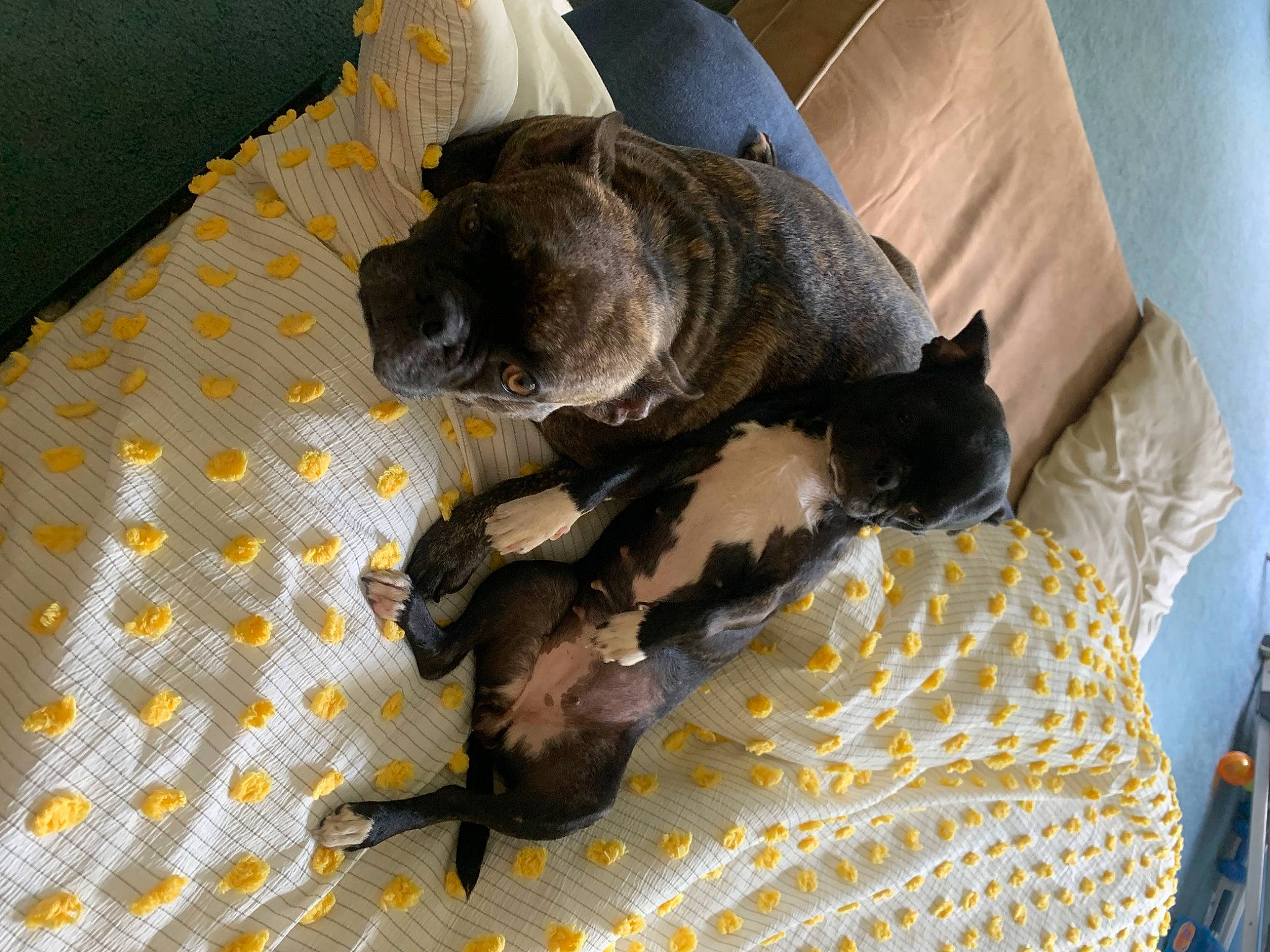 Mitzi joined the competition — help win amazing prizes! bed, canidae, carnivore, comfort, companion_dog, dog, dog_breed, dog_supply, fawn, fur, guard_dog, linens, pet_supply, puppy, snout, sporting_group, tail, terrestrial_animal, toy_dog, working_animal