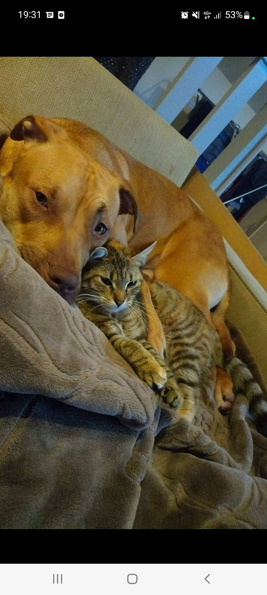 Nala a rejoint le concours — aidez-le/la à gagner de superbes lots ! big_cats, carnivore, cat, comfort, companion_dog, dog, domestic_short_haired_cat, fawn, felidae, fur, hardwood, linens, nap, small_to_medium_sized_cats, snout, tail, terrestrial_animal, whiskers, wildlife, wood