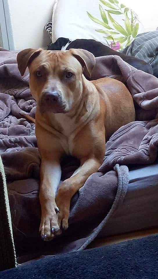 Nala a rejoint le concours — aidez-le/la à gagner de superbes lots ! carnivore, collar, comfort, companion_dog, dog, dog_breed, dog_supply, fawn, guard_dog, hardwood, liver, molosser, snout, sporting_group, tail, whiskers, window, working_animal, working_dog, wrinkle