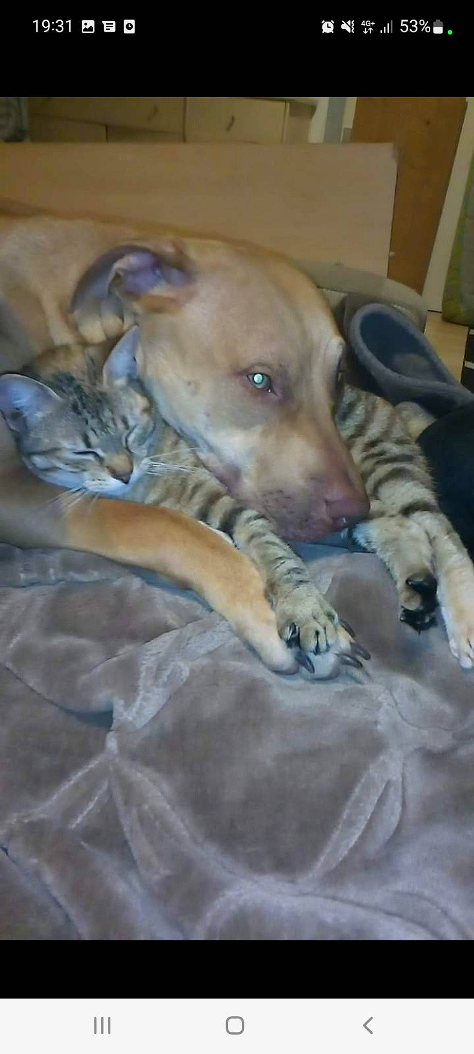 Nala participe au concours pour gagner de l'argent avec cette photo : canidae, carnivore, comfort, companion_dog, dog, dog_breed, fawn, fur, guard_dog, linens, non_sporting_group, paw, rampur_greyhound, sighthound, snout, sporting_group, tail, terrestrial_animal, whiskers, working_animal