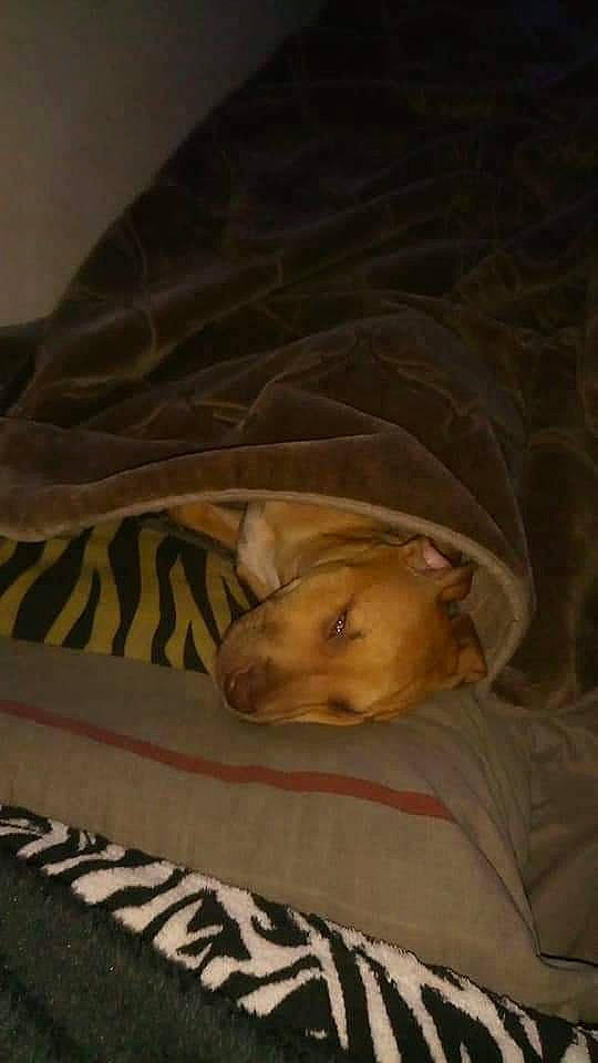 Nala a rejoint le concours — aidez-le/la à gagner de superbes lots ! bed, bedding, bedtime, canidae, carnivore, comfort, companion_dog, dog, dog_breed, fawn, fur, linens, nap, snout, sporting_group, tail, tints_and_shades, tree, whiskers, wood