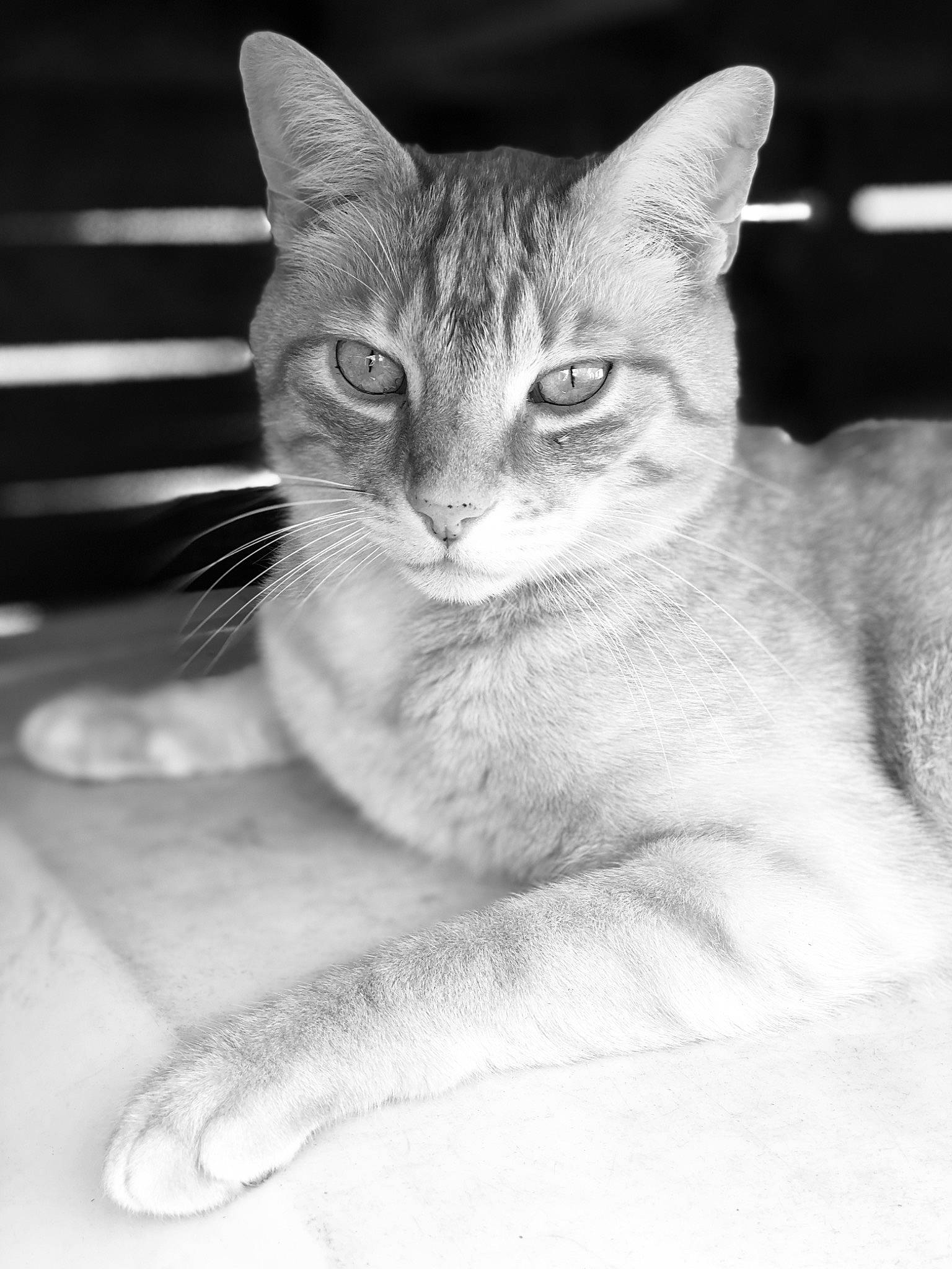 Mitsou a rejoint le concours — aidez-le/la à gagner de superbes lots ! asian, black_and_white, burmese, burmilla, carnivore, cat, close_up, domestic_short_haired_cat, ear, eye, felidae, mammal, monochrome, monochrome_photography, singapura, small_to_medium_sized_cats, snapshot, snout, whiskers, white
