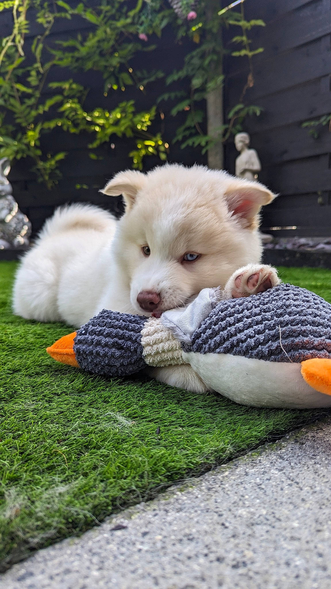 Keiko is registered to the contest to win money with this photo: canidae, carnivore, companion_dog, dog, dog_breed, dog_supply, fawn, flooring, fur, grass, paw, plant, snout, spitz, sporting_group, tail, terrestrial_animal, tree, whiskers, wildlife