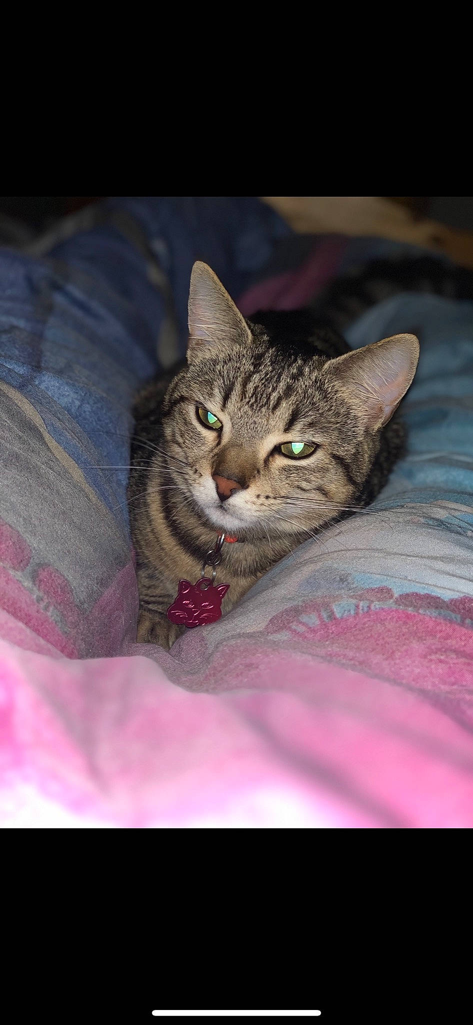 Câline participe au concours pour gagner de l'argent avec cette photo : asian, california_spangled, carnivore, cat, chausie, domestic_short_haired_cat, dragon_li, egyptian_mau, european_shorthair, felidae, kitten, mammal, ocicat, pink, pixie_bob, small_to_medium_sized_cats, snout, tabby_cat, vertebrate, whiskers