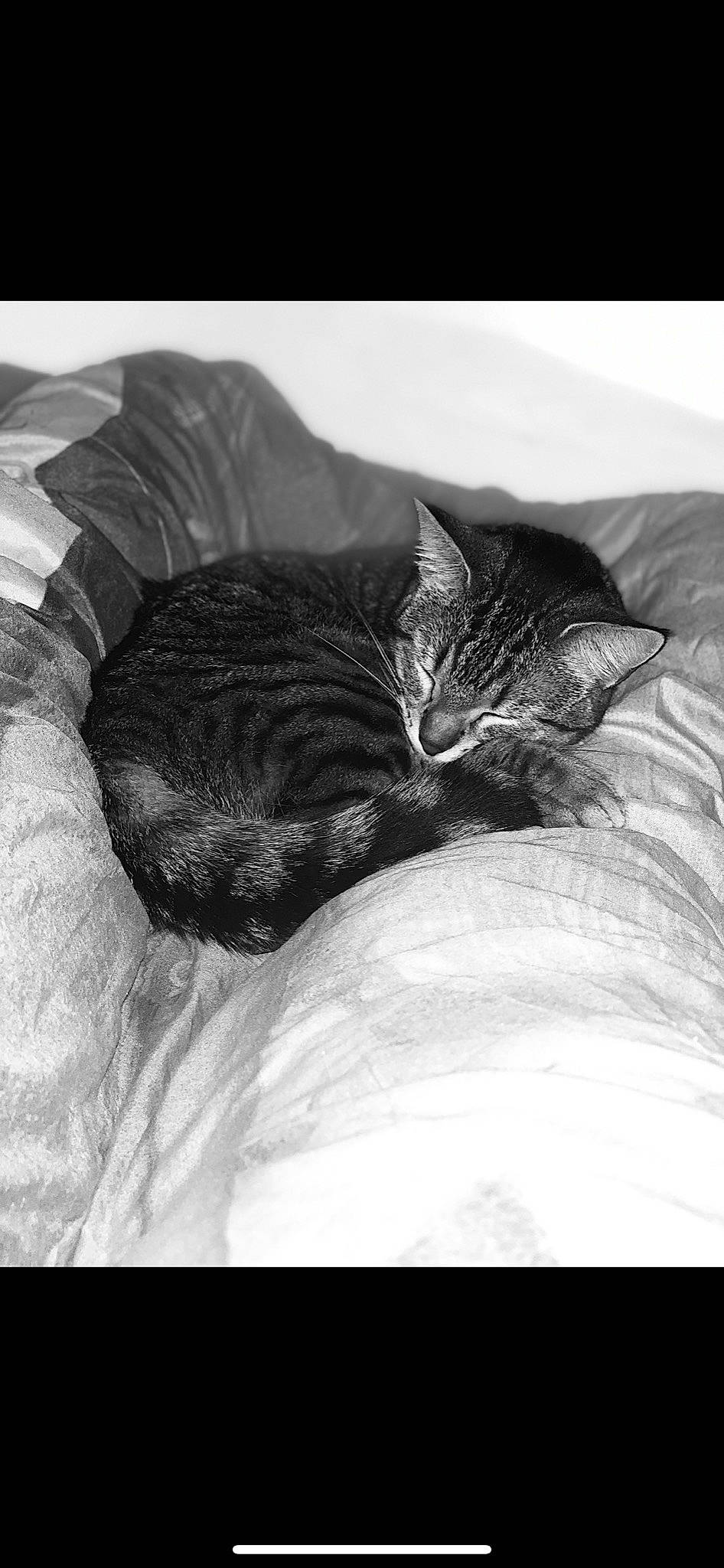 Câline a rejoint le concours — aidez-le/la à gagner de superbes lots ! bed, black, black_and_white, black_cat, carnivore, cat, comfort, eye, felidae, fur, monochrome, monochrome_photography, nap, photography, sleep, small_to_medium_sized_cats, snapshot, style, whiskers, white