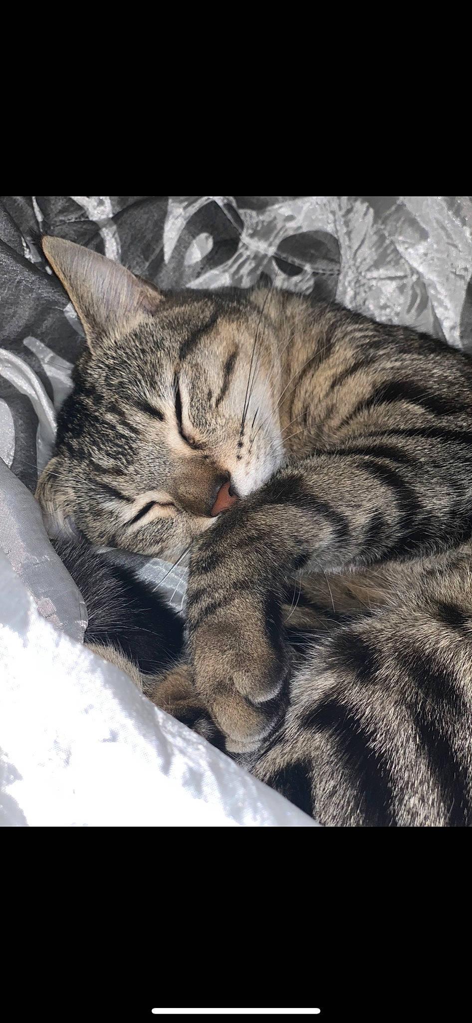 Câline a rejoint le concours — aidez-le/la à gagner de superbes lots ! american_shorthair, asian, california_spangled, carnivore, cat, domestic_short_haired_cat, dragon_li, egyptian_mau, european_shorthair, felidae, mammal, nap, ocicat, pixie_bob, sleep, small_to_medium_sized_cats, snout, tabby_cat, vertebrate, whiskers