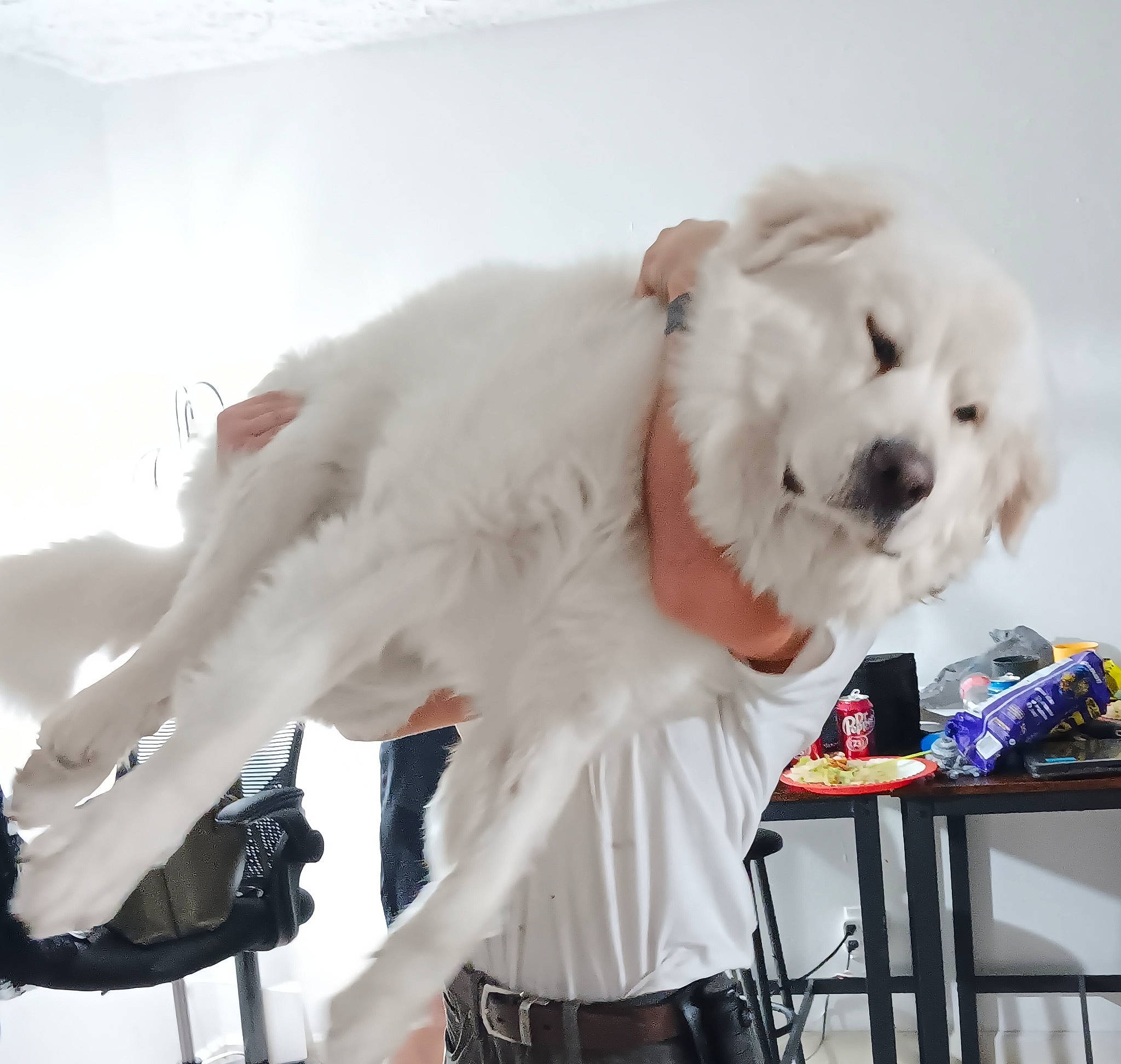 Titus is registered to the contest to win money with this photo: canidae, carnivore, companion_dog, dog, dog_breed, event, fang, fashion_design, felidae, fur, plush, polar_bear, snout, spitz, sporting_group, stuffed_toy, toy, toy_dog, white, winter