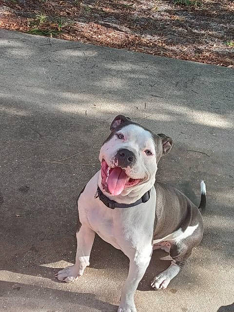 Zuko joined the competition — help win amazing prizes! asphalt, bulldog, canidae, carnivore, collar, companion_dog, concrete, dog, dog_breed, dog_collar, fawn, leash, molosser, non_sporting_group, road_surface, snout, sporting_group, tar, working_animal, working_dog