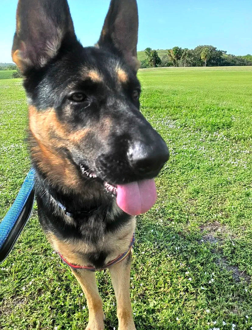 Mikey is registered to the contest to win money with this photo: canidae, carnivore, collar, companion_dog, dog, dog_breed, dog_supply, east_european_shepherd, fawn, german_shepherd_dog, grass, guard_dog, herding_dog, plant, prairie, sky, snout, sporting_group, tree, working_animal