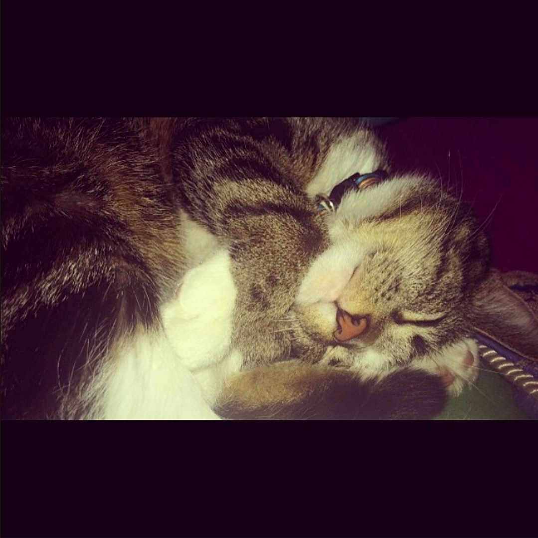 Nala
