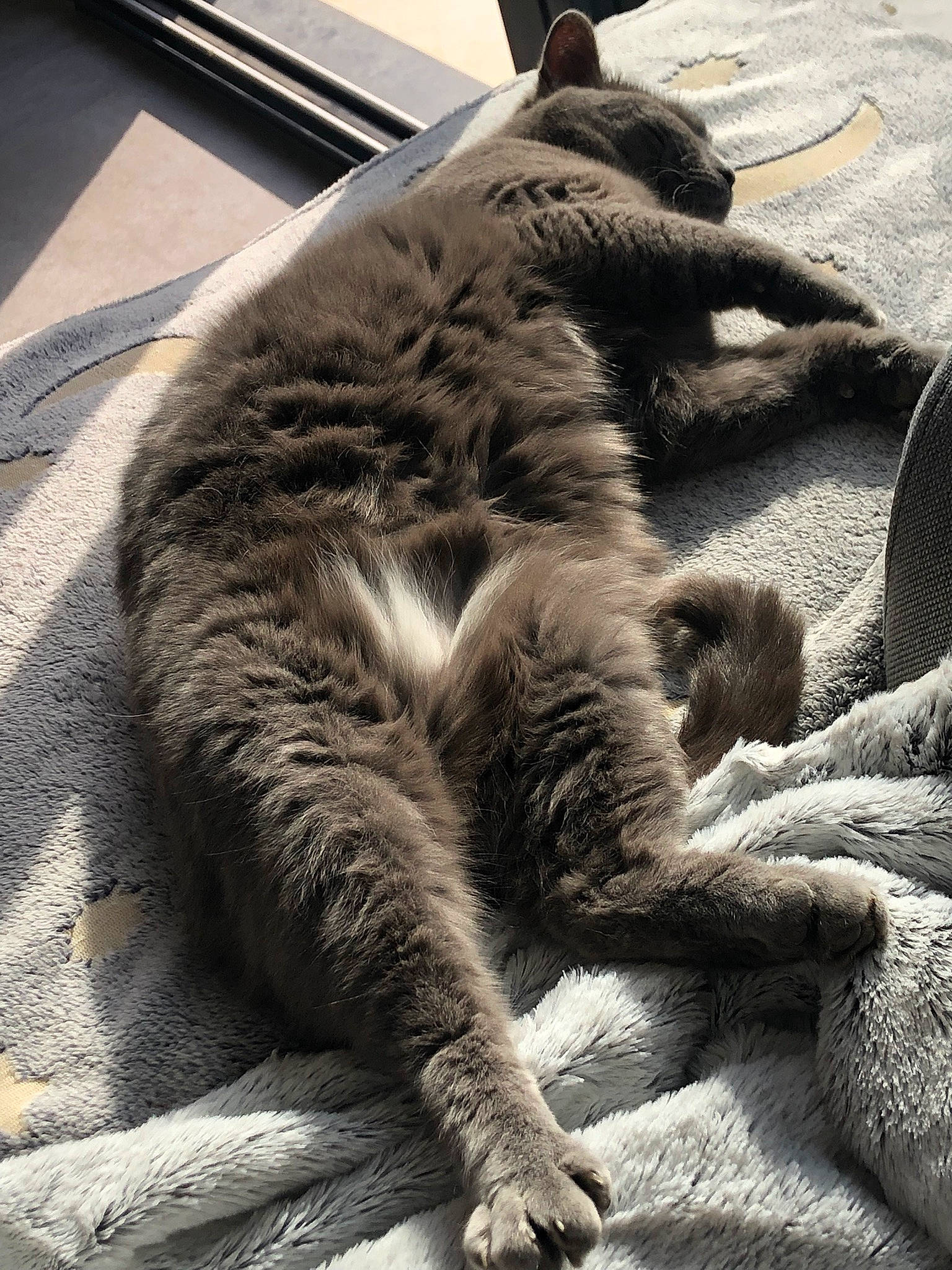 La Gris participe au concours pour gagner de l'argent avec cette photo : bored, carnivore, cat, claw, comfort, domestic_short_haired_cat, felidae, fur, grey, monochrome, monochrome_photography, nap, paw, sleep, small_to_medium_sized_cats, snout, tail, terrestrial_animal, whiskers, wildlife