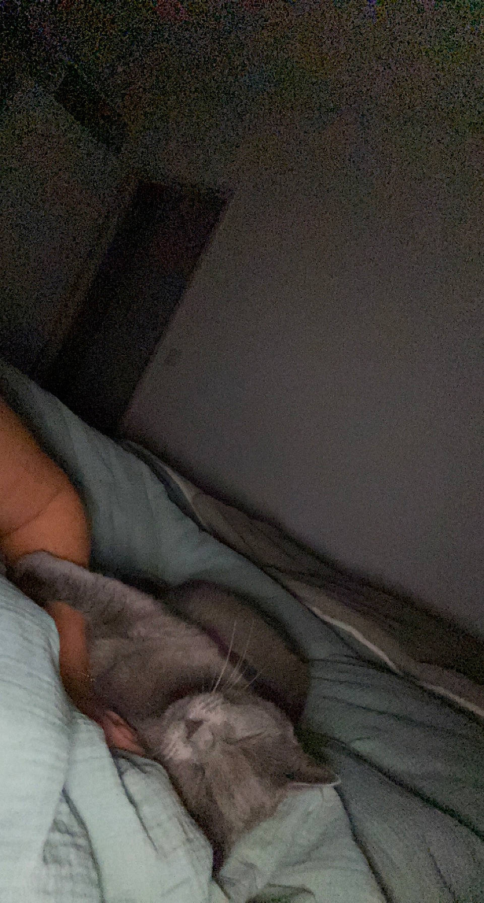 La Gris a rejoint le concours — aidez-le/la à gagner de superbes lots ! abdomen, barechested, bedding, chest, comfort, elbow, finger, flesh, foot, fur, gesture, grey, human_leg, knee, linens, thigh, trunk, wing, wood, wrist