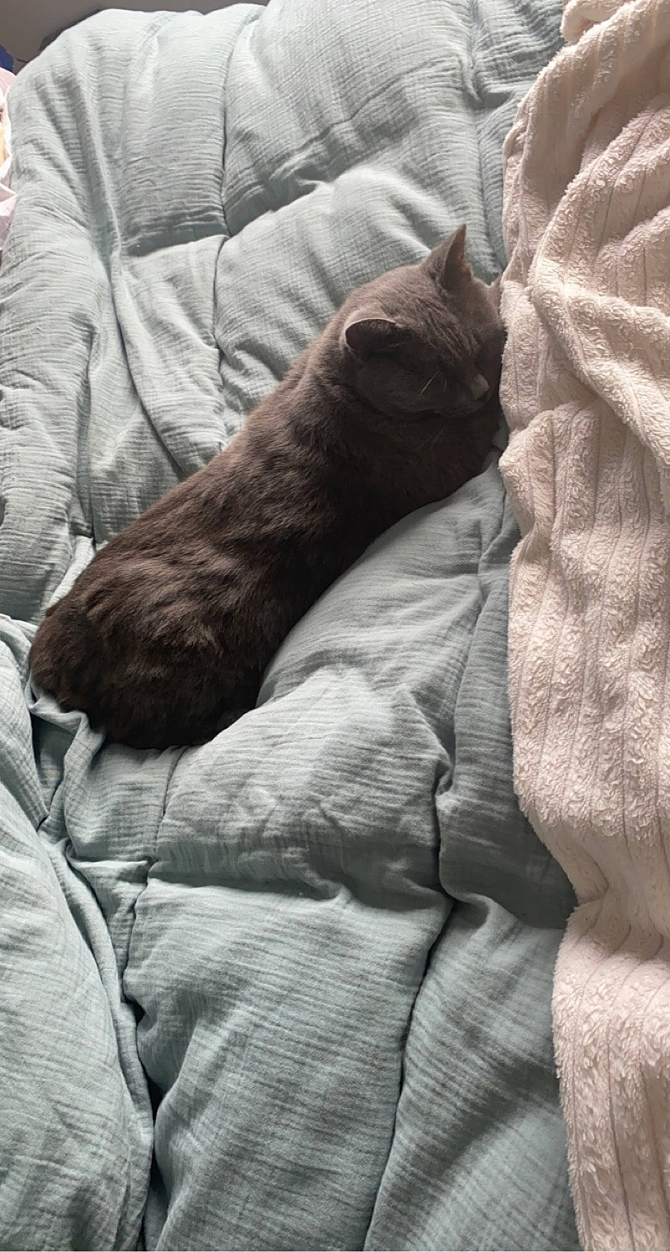 La Gris participe au concours pour gagner de l'argent avec cette photo : bed_sheet, bedding, brown, canidae, carnivore, cat, comfort, companion_dog, dog_breed, felidae, fur, grey, human_leg, linens, room, small_to_medium_sized_cats, sporting_group, textile, tints_and_shades, whiskers